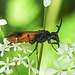 20230528 0261CPw [D~HF] Bürstenhornblattwespe (Arge cyanocroecea ), Wiesen-Kerbel (Anthriscus sylvestris agg), Bismarckturm, Herford