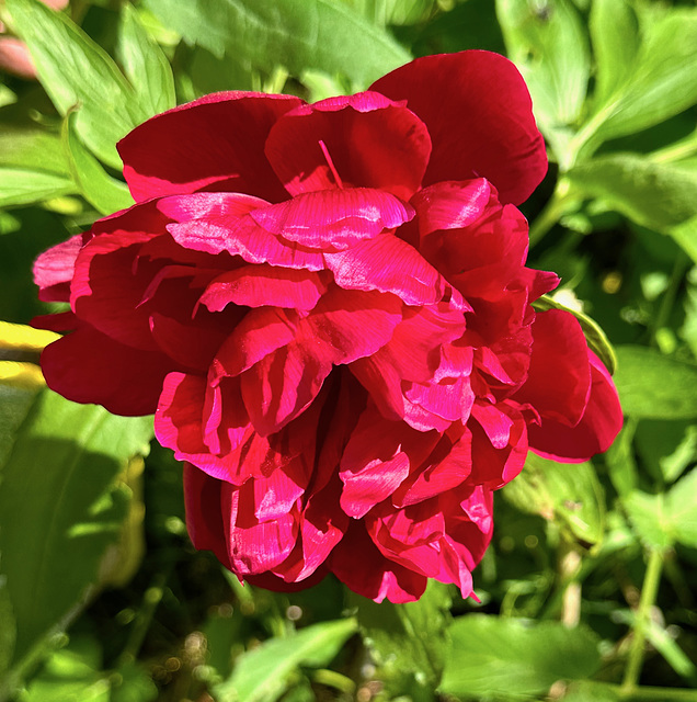 Die erste Pfingstrose im Garten