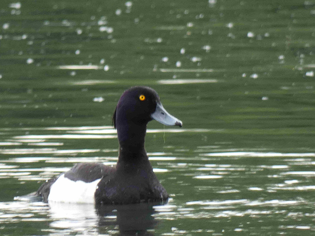 Fuligule morillon (2)