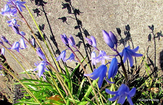 Bluebells.