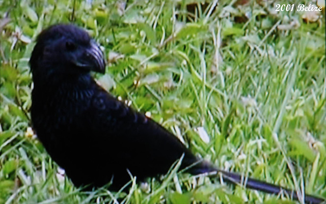 33 Crotophaga sulcirostris (Groove-billed Ani)