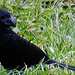 33 Crotophaga sulcirostris (Groove-billed Ani)