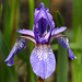 Purple Iris