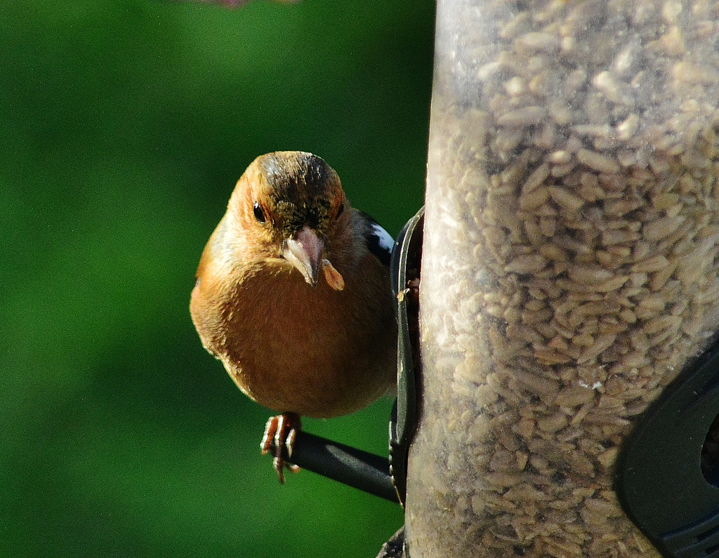 Chaffinch