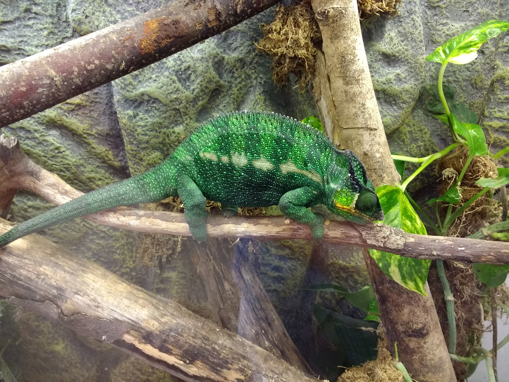 Panther Chameleon