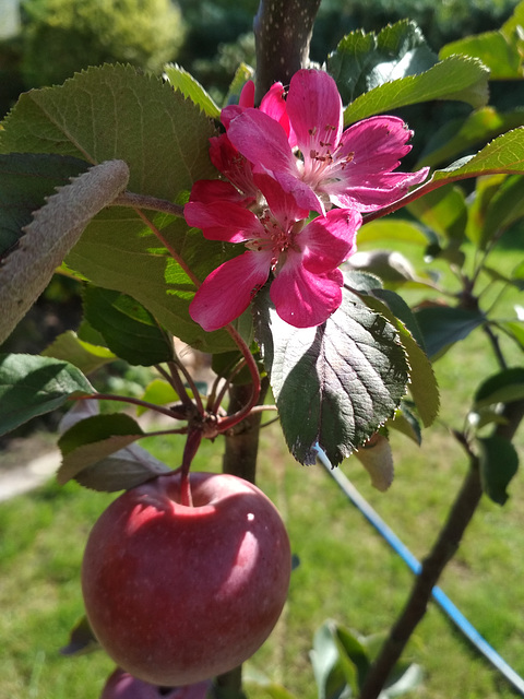 Frühling und Herbst gleichzeitig am selben Baum