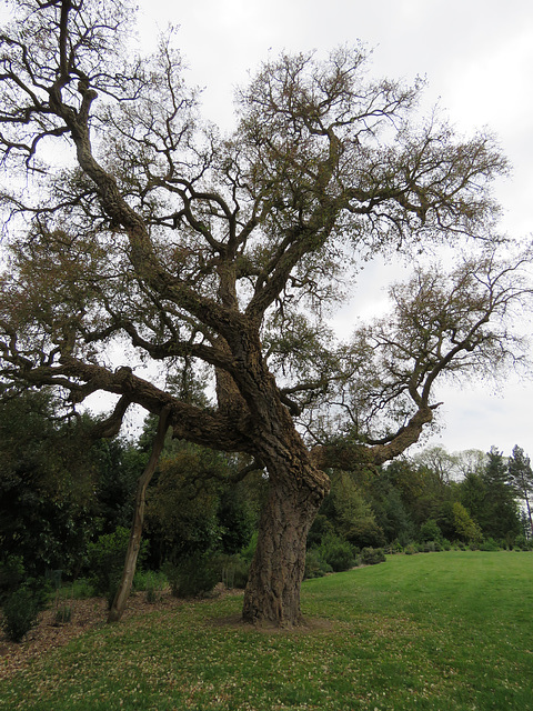 painshill park (143)