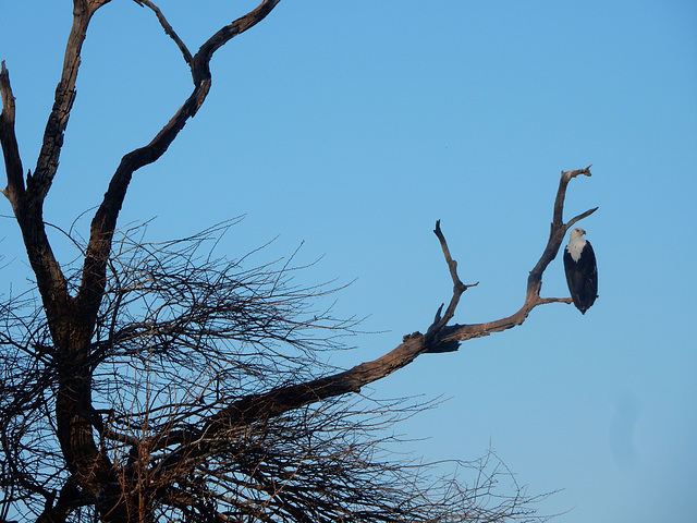 African sea eagle