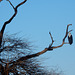 African sea eagle