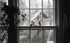 Windowsill in the Rain