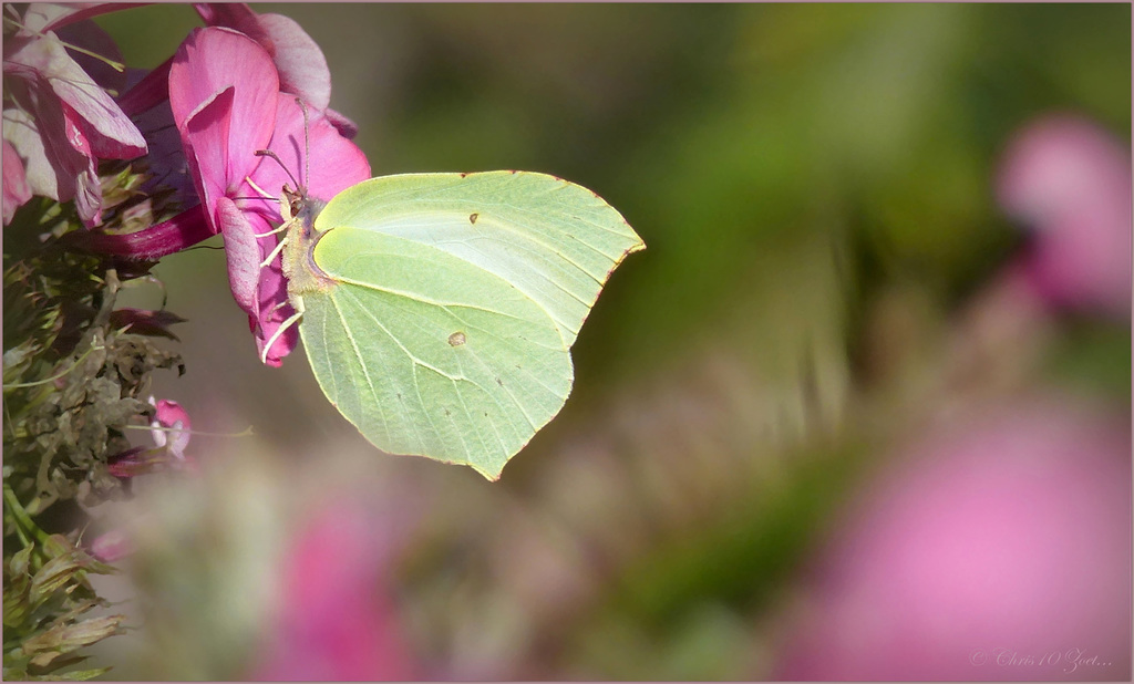 Brimstone ~ Citroenvlinder (Gonepterix rhamni)...