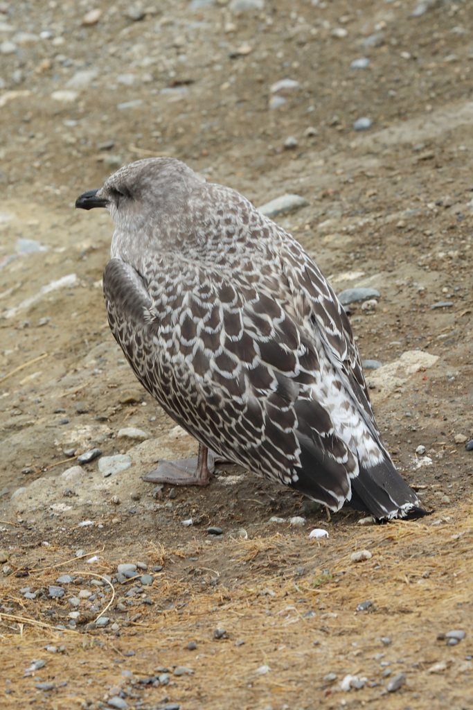 Birds  8