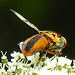 20210813 2424CPw [D~LIP] Breitflügelige Raupenfliege (Ectophasia crassipennis), Möhre (Daucus carota), Bad Salzuflen