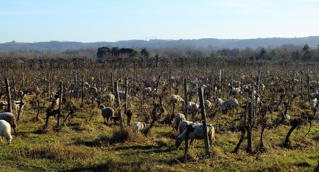 Moutons dans les vignes