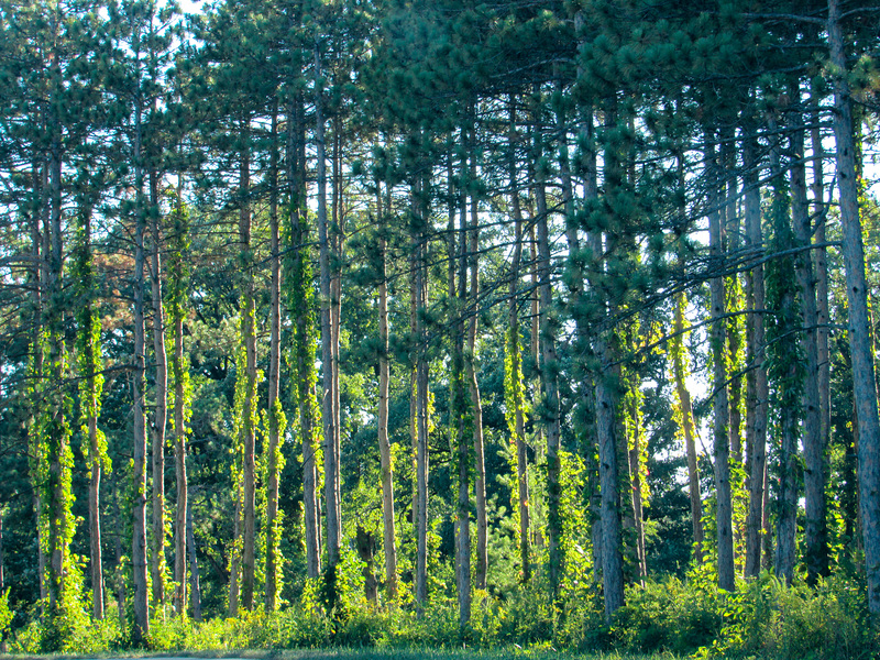 Light in the Forest