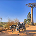 Sur la piste des baobabs