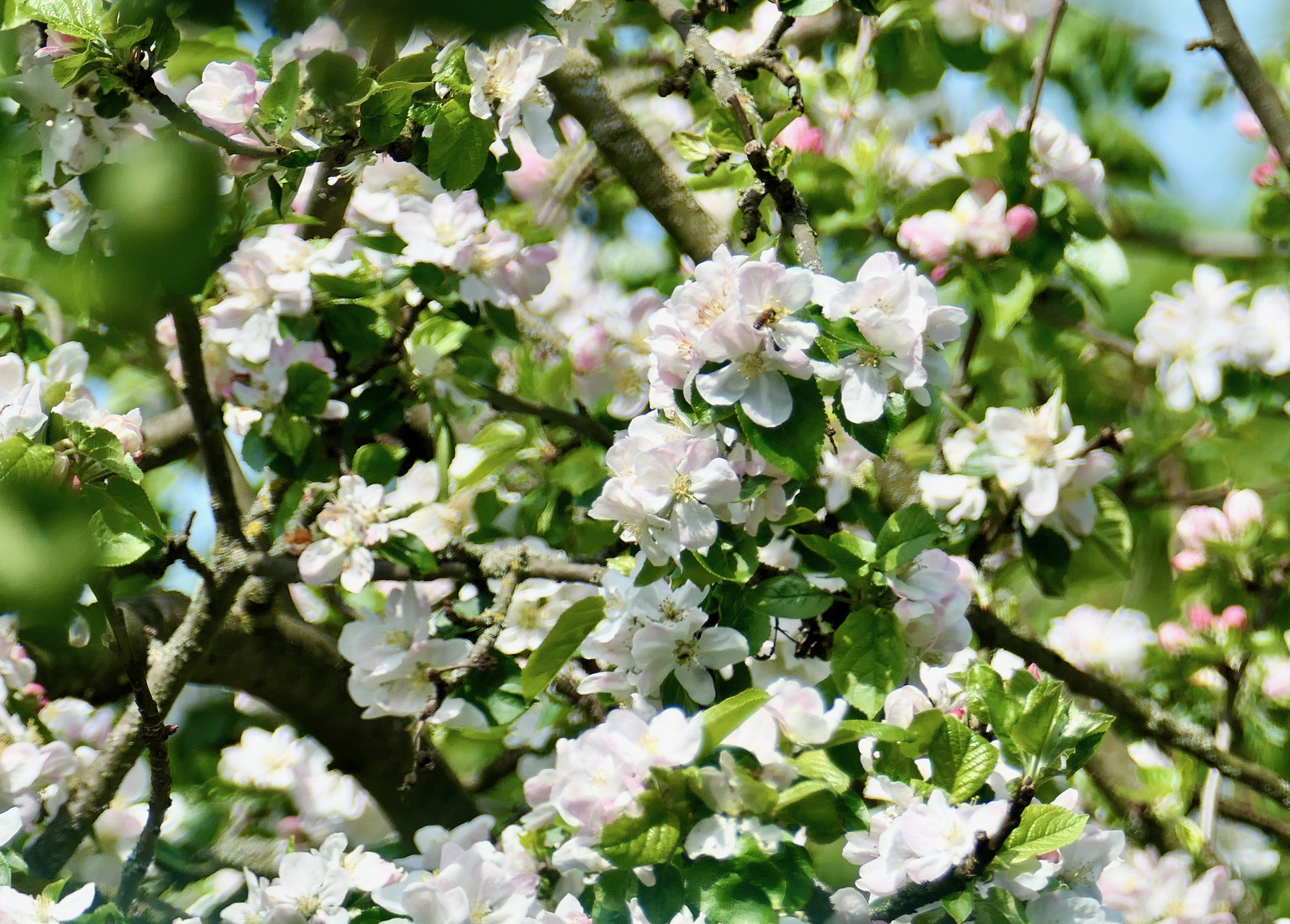 Apfelbaum
