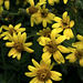 Hairy Arnica