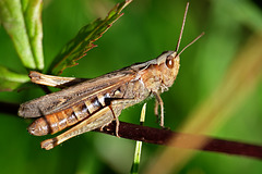 Grashüpfer/Grasshopper