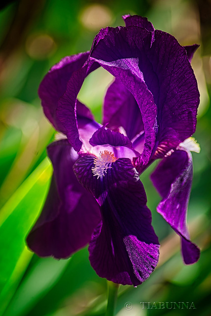 Flowering iris