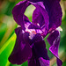 Flowering iris