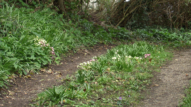 The middle of the drive is full of flowers