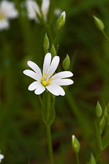 Stitchwort 2