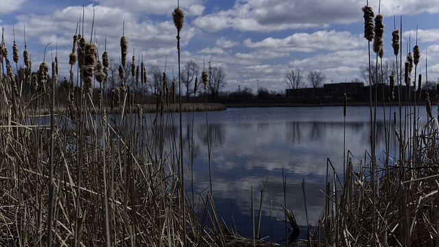 Cattails