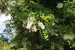 Robinia pseudoacacia (10)