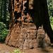 PICT2514ac 2 Elephant Foot Sequoia