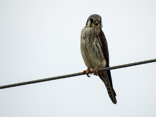 Day 7, American Kestrel