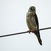 Day 7, American Kestrel