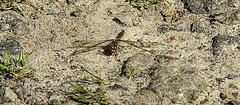 20190902 5690CPw [D~VR] Große Heidelibelle, Boddenland, Müggenburg