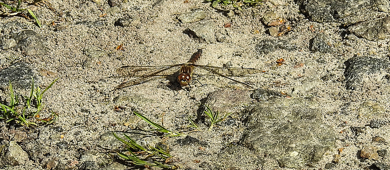 20190902 5690CPw [D~VR] Große Heidelibelle, Boddenland, Müggenburg