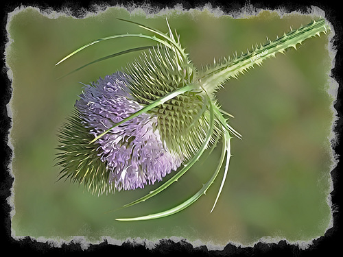 Teasel   /   July 2019