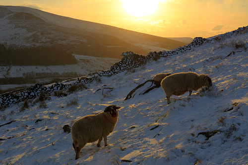 Sheep shall safely graze