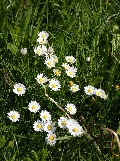 Gänseblümchen