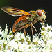 20210813 2425CPw [D~LIP] Breitflügelige Raupenfliege (Ectophasia crassipennis), Möhre (Daucus carota), Bad Salzuflen