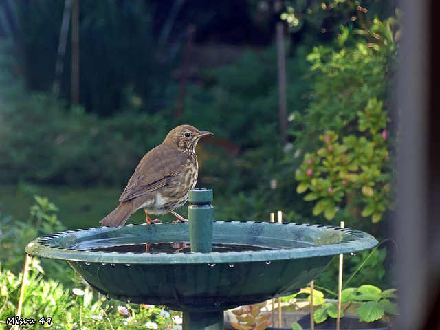 Dans mon jardin