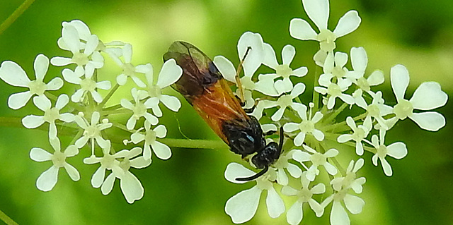 20230528 0263CPw [D~HF] Bürstenhornblattwespe (Arge cyanocroecea ), Wiesen-Kerbel (Anthriscus sylvestris agg), Bismarckturm, Herford