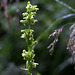 Slender Bog Orchid