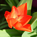 Tulpe aus unserem Garten