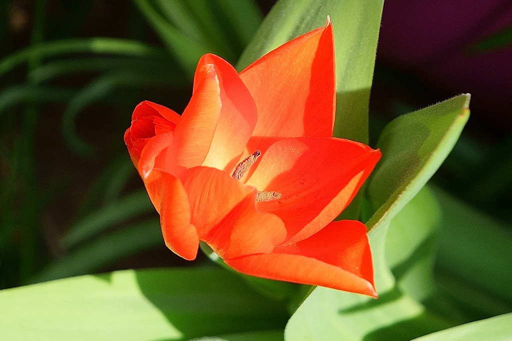 Tulpe aus unserem Garten