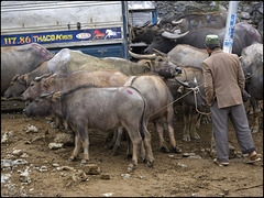 Le terminus des buffles 2
