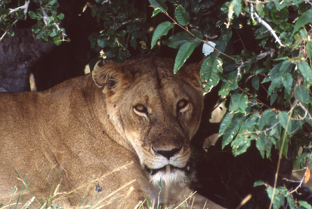 Lioness