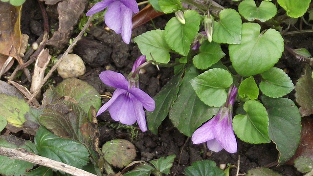 Some small violets in the driveway