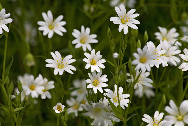 Stitchwort 1