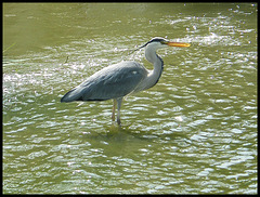 satisfied heron