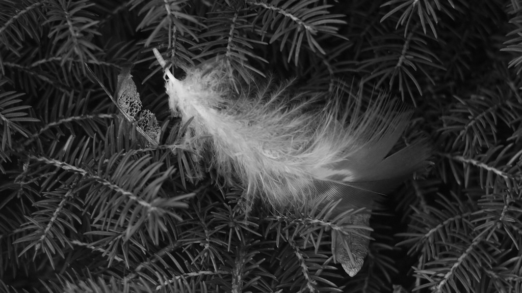P9102584sw
