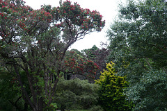 Wellington Botanic Gardens